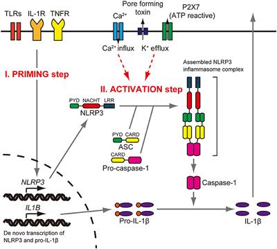 Genetic Hearing Loss Associated With Autoinflammation